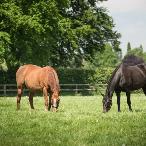 Racing and bloodstock management